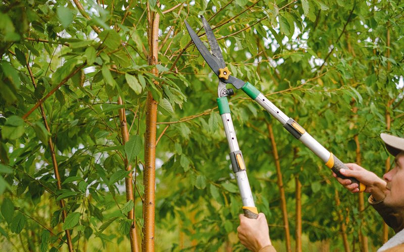 Tree trimming in New Vienna, IA